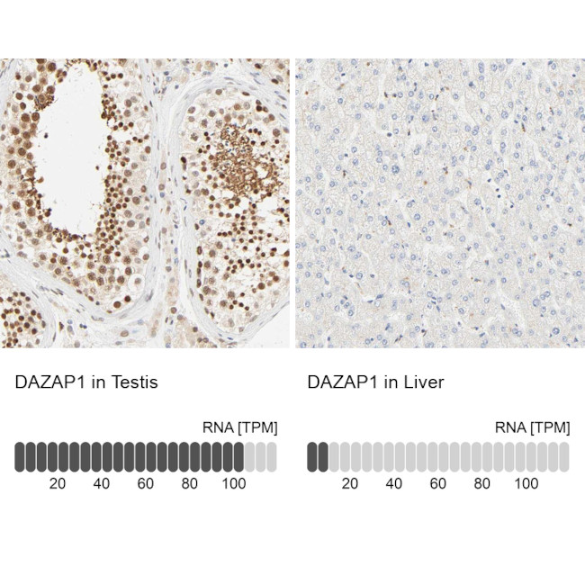 DAZAP1 Antibody