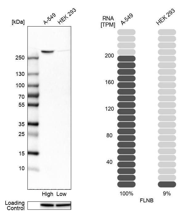 Filamin B Antibody