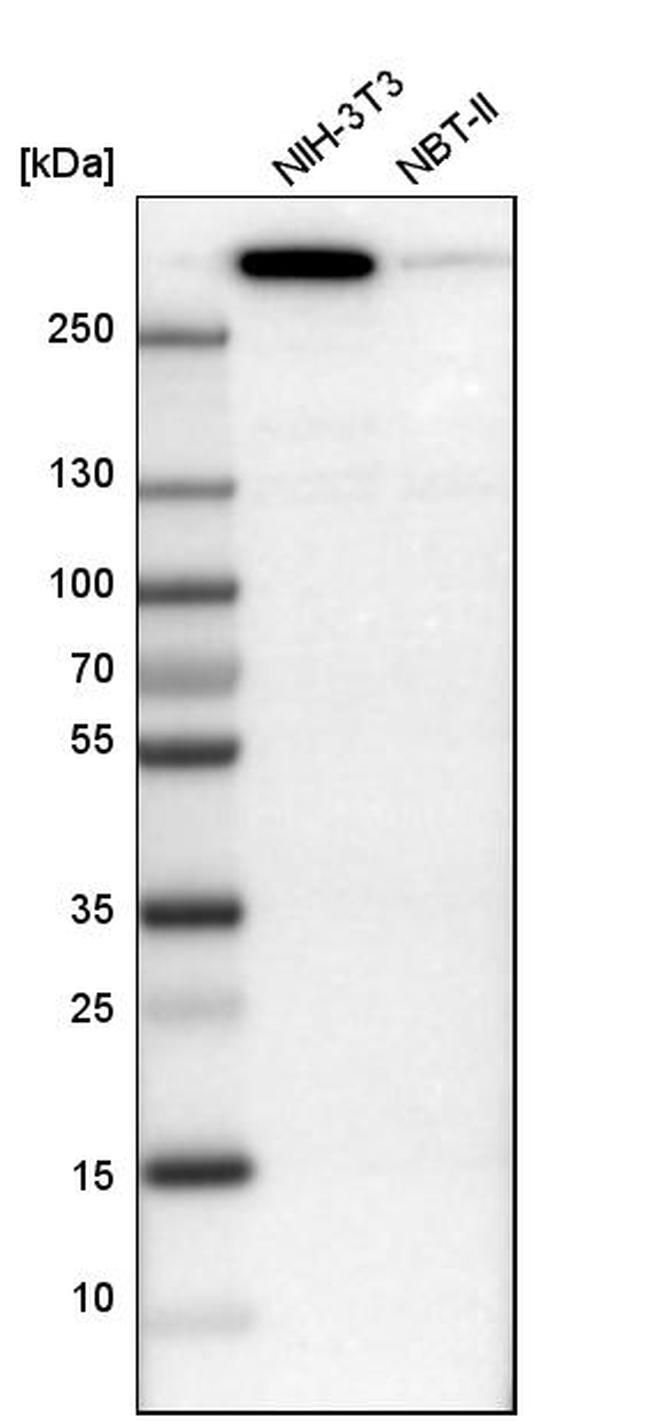 Filamin B Antibody in Western Blot (WB)