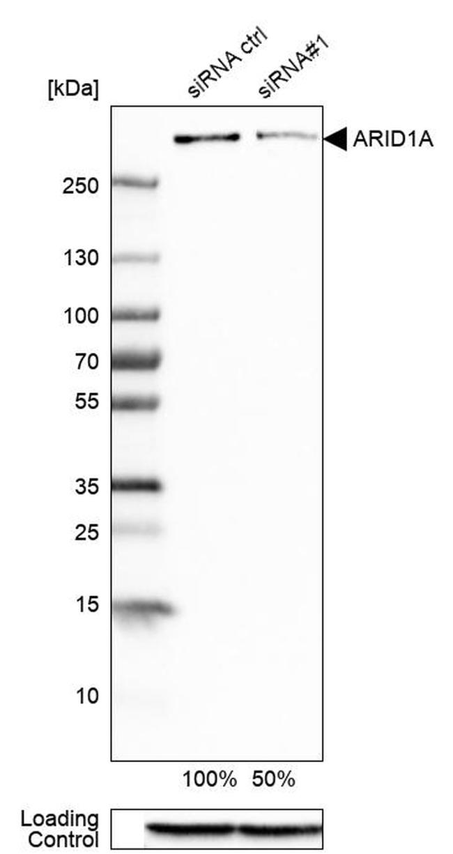 ARID1A Antibody in Western Blot (WB)