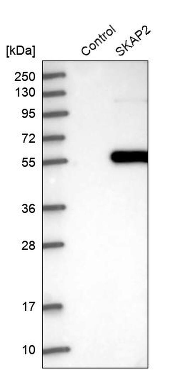 SKAP2 Antibody in Western Blot (WB)