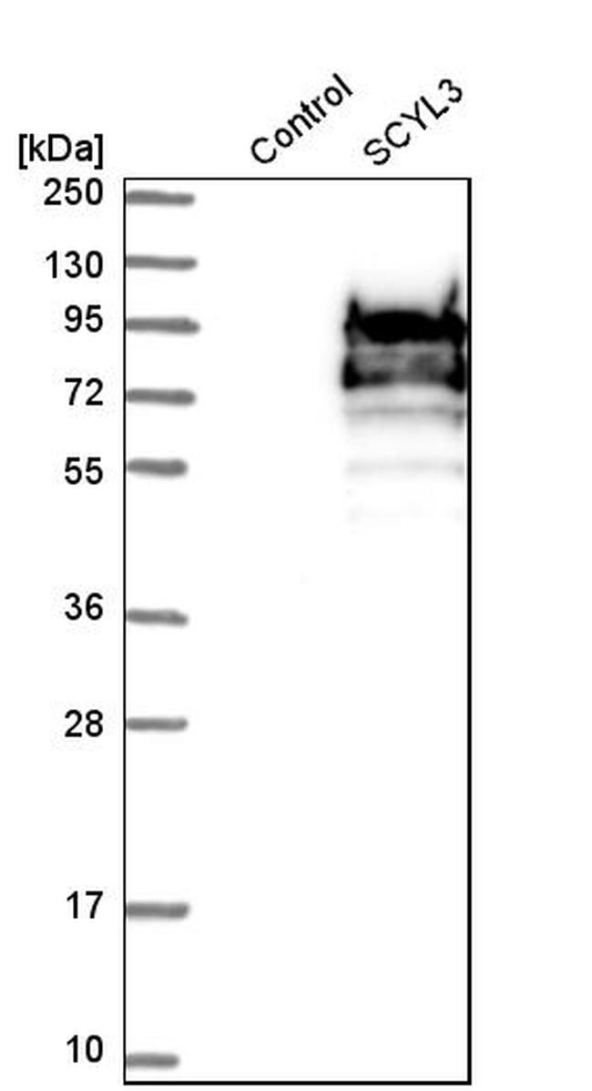 SCYL3 Antibody in Western Blot (WB)