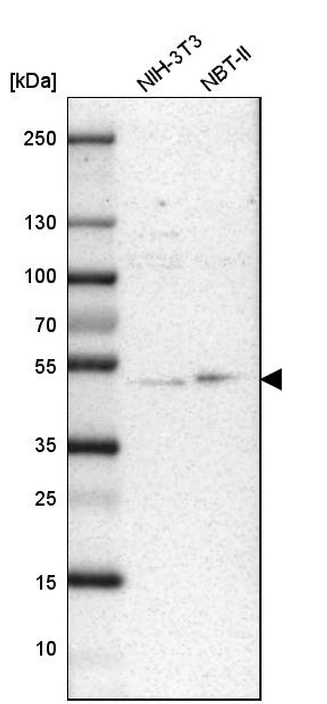 UBAC1 Antibody in Western Blot (WB)