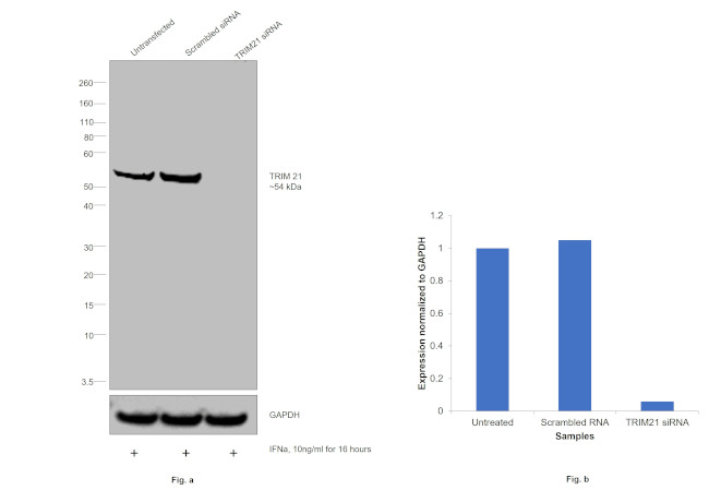 TRIM21 Antibody in Western Blot (WB)