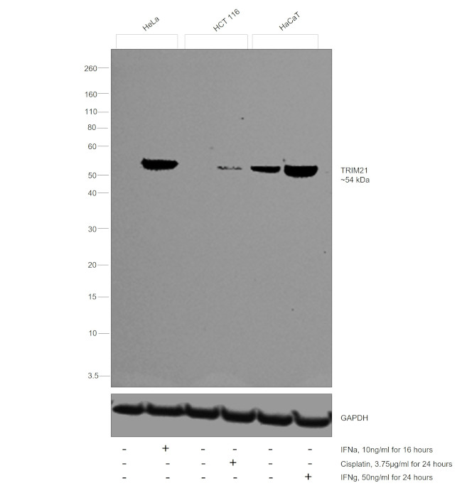 TRIM21 Antibody in Western Blot (WB)