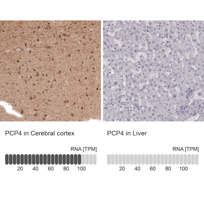 PCP4 Antibody