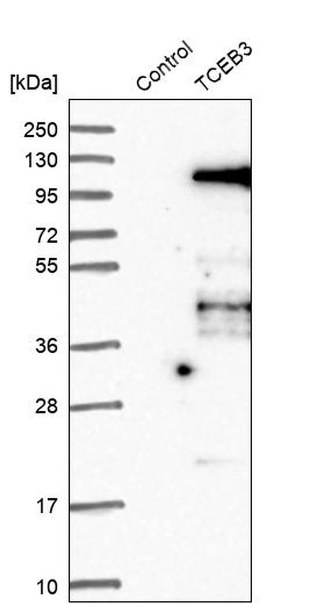 ELOA Antibody in Western Blot (WB)