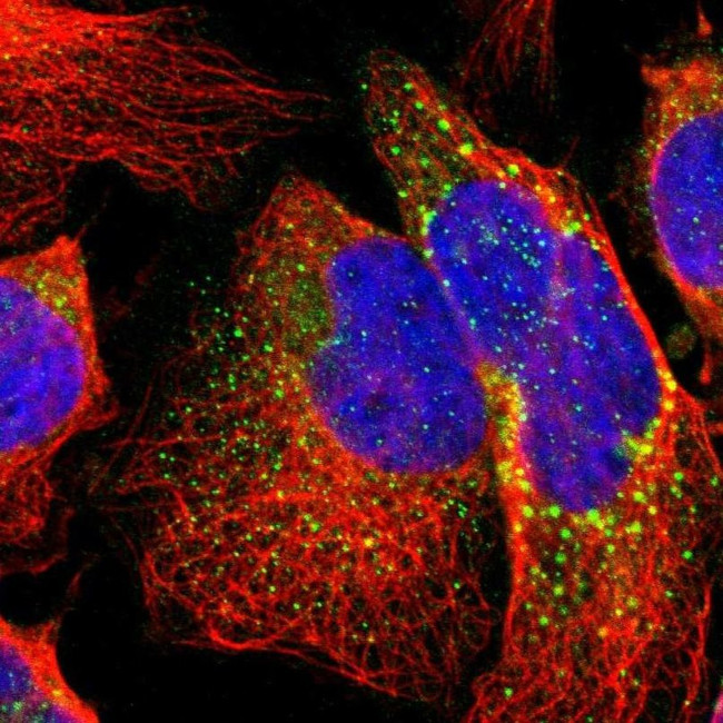 B3GNT2 Antibody in Immunocytochemistry (ICC/IF)