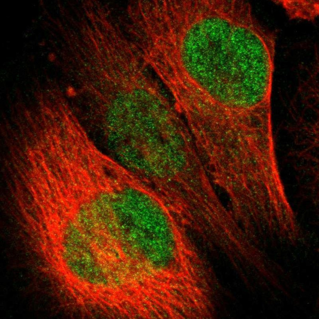 Lass3 Antibody in Immunocytochemistry (ICC/IF)