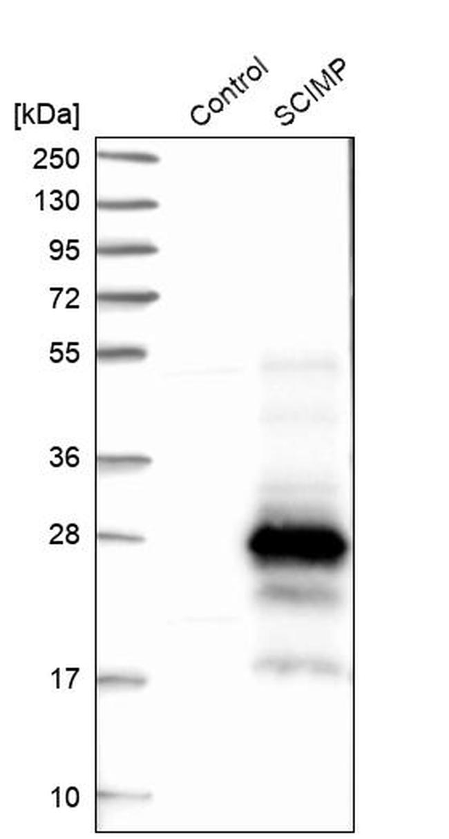 SCIMP Antibody in Western Blot (WB)