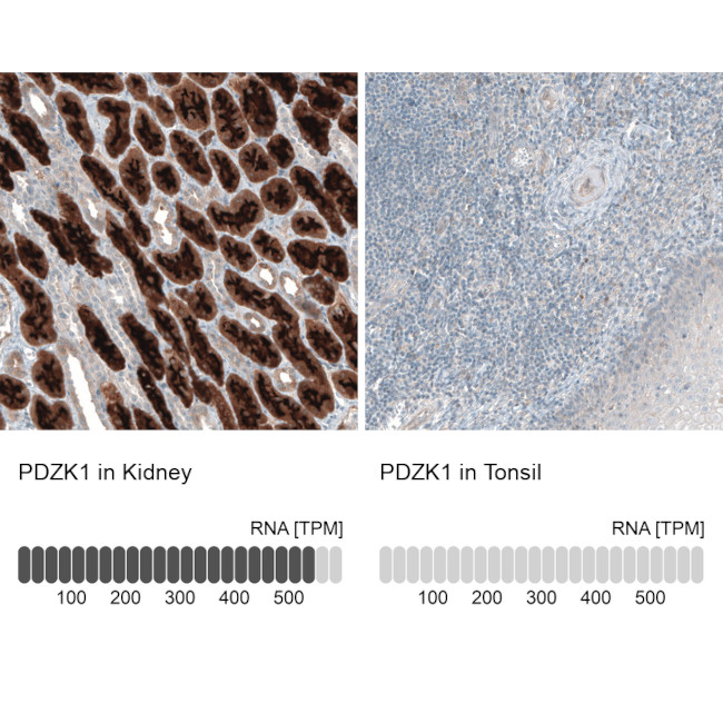 PDZK1 Antibody