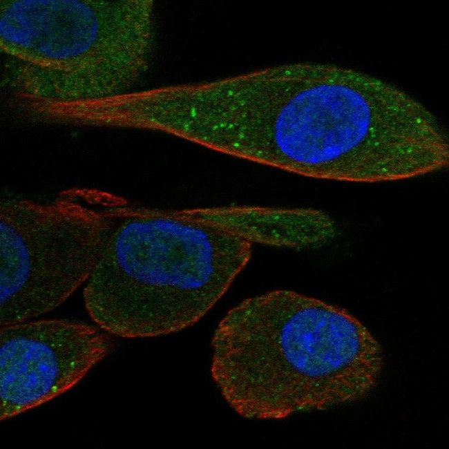 PDZK1 Antibody in Immunocytochemistry (ICC/IF)