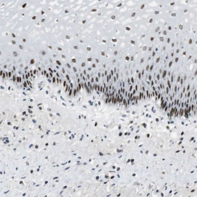 AJUBA Antibody in Immunohistochemistry (IHC)