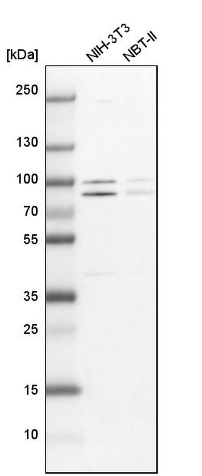 PARN Antibody in Western Blot (WB)