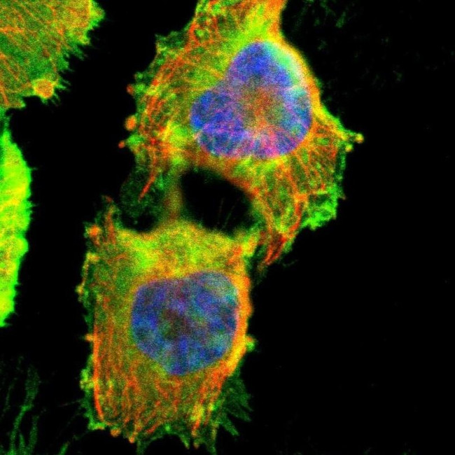 AKAP12 Antibody in Immunocytochemistry (ICC/IF)