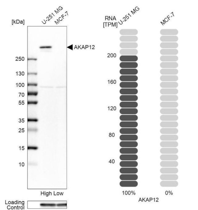 AKAP12 Antibody