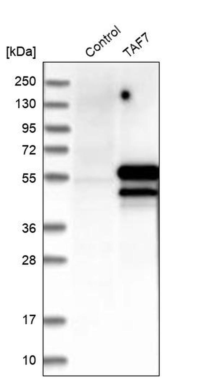 TAF7 Antibody in Western Blot (WB)