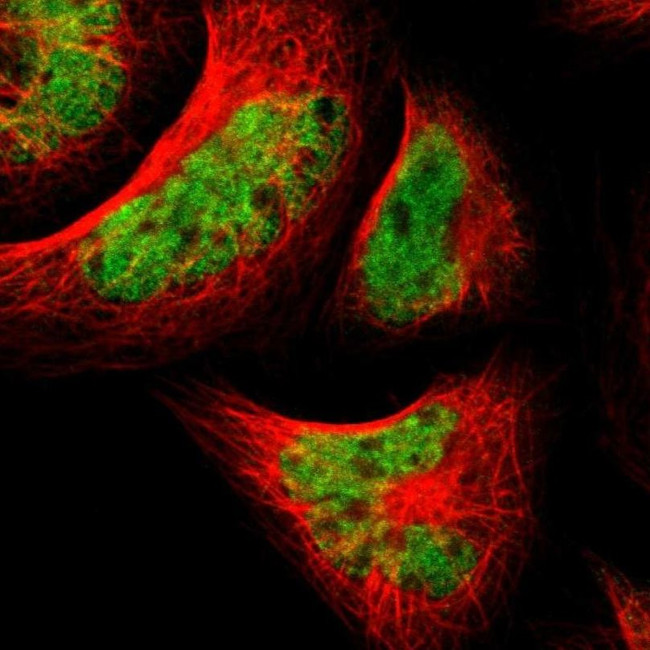 TAF5 Antibody in Immunocytochemistry (ICC/IF)