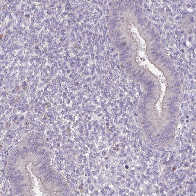 ACTRT2 Antibody in Immunohistochemistry (IHC)