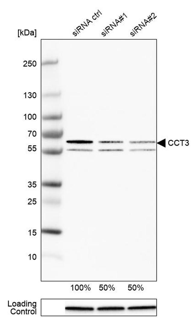 TCP-1 gamma Antibody in Western Blot (WB)