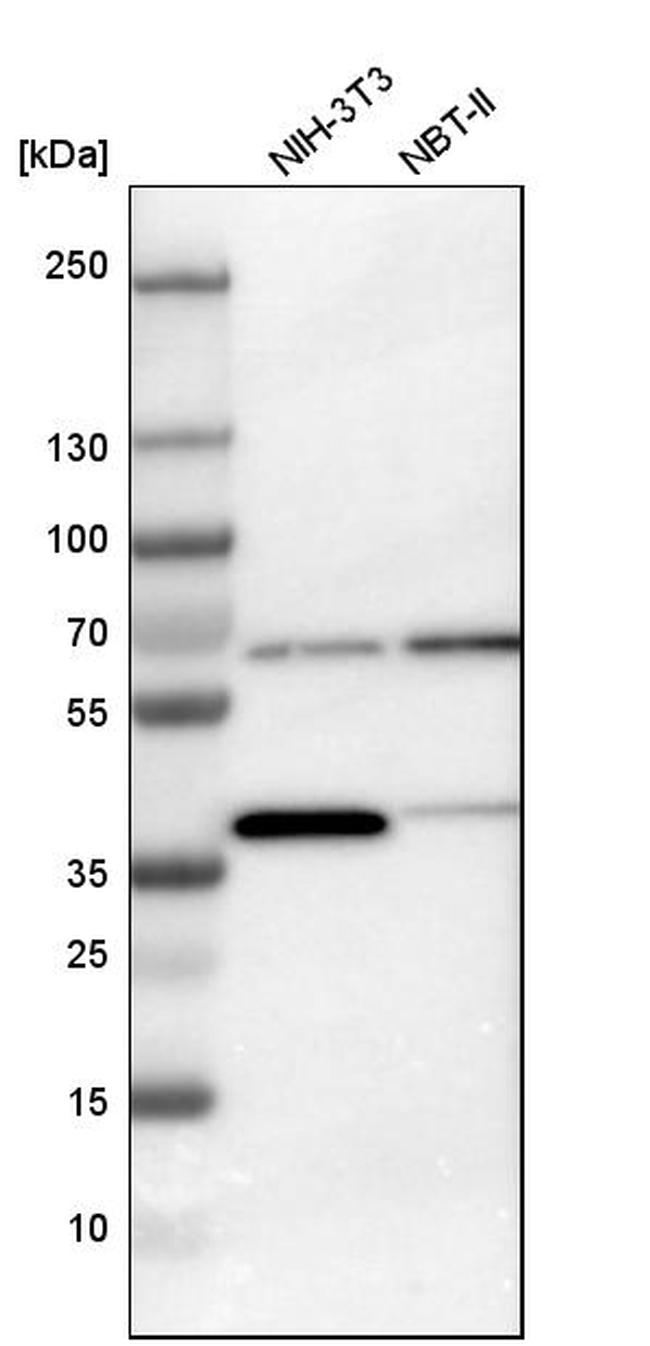 TCP-1 gamma Antibody in Western Blot (WB)