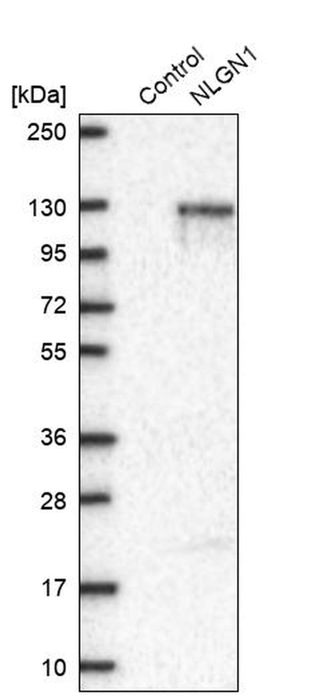 Neuroligin 1 Antibody in Western Blot (WB)