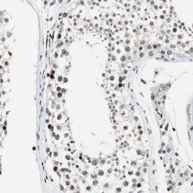 PAXIP1 Antibody in Immunohistochemistry (IHC)