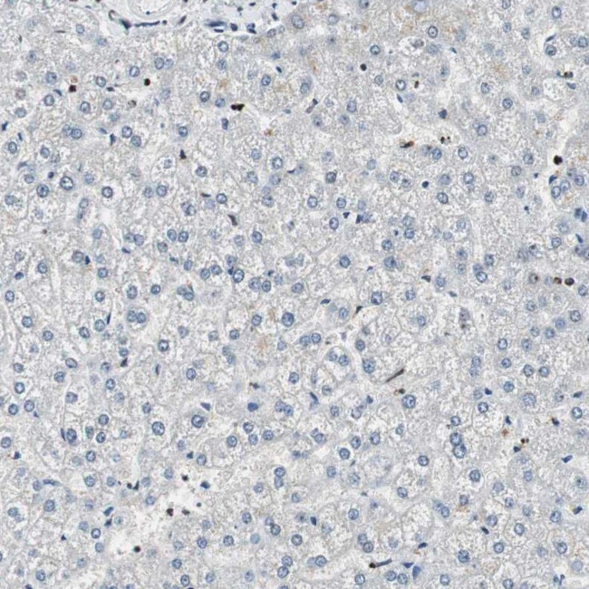 PAXIP1 Antibody in Immunohistochemistry (IHC)