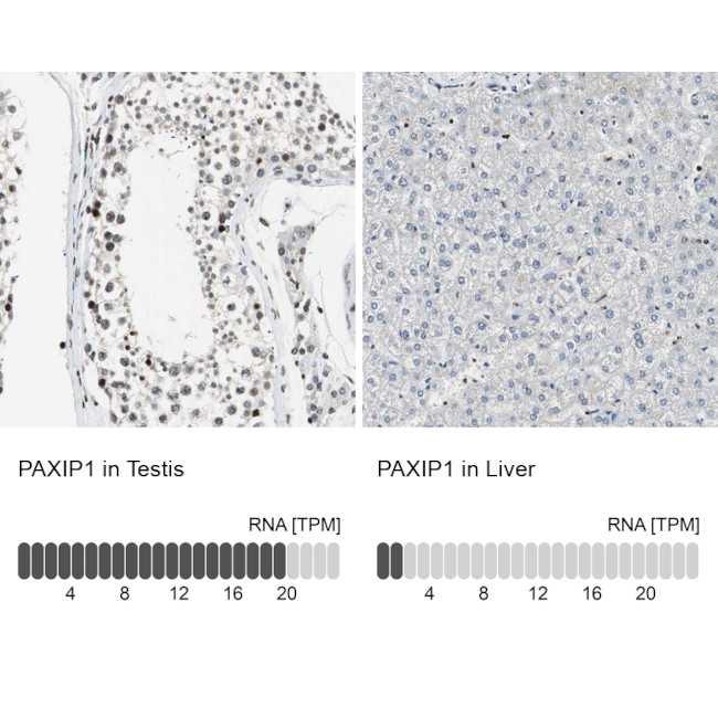 PAXIP1 Antibody