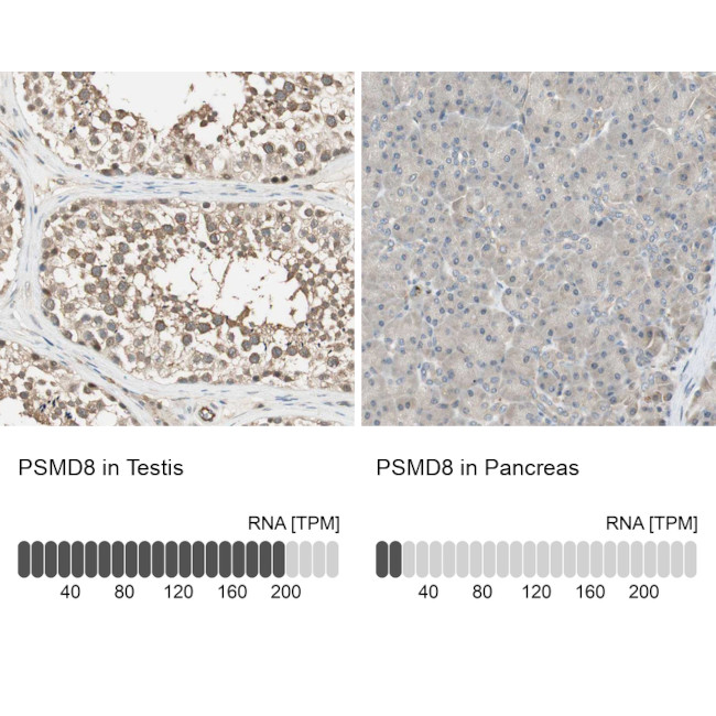 PSMD8 Antibody