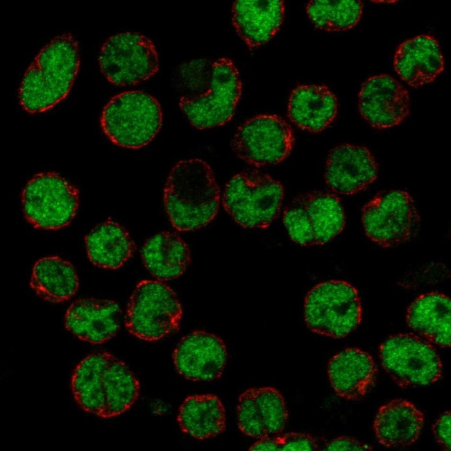 ZHX2 Antibody in Immunocytochemistry (ICC/IF)