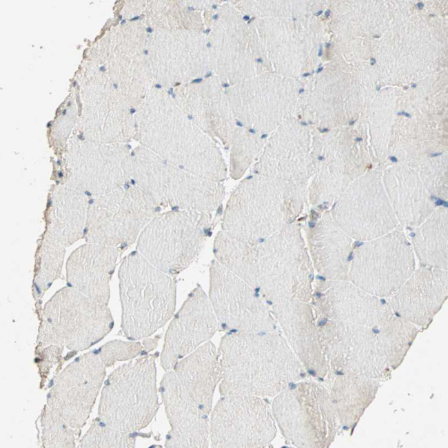 DAP5 Antibody in Immunohistochemistry (IHC)