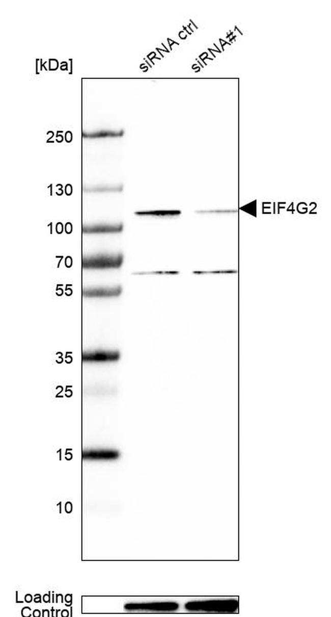 DAP5 Antibody in Western Blot (WB)