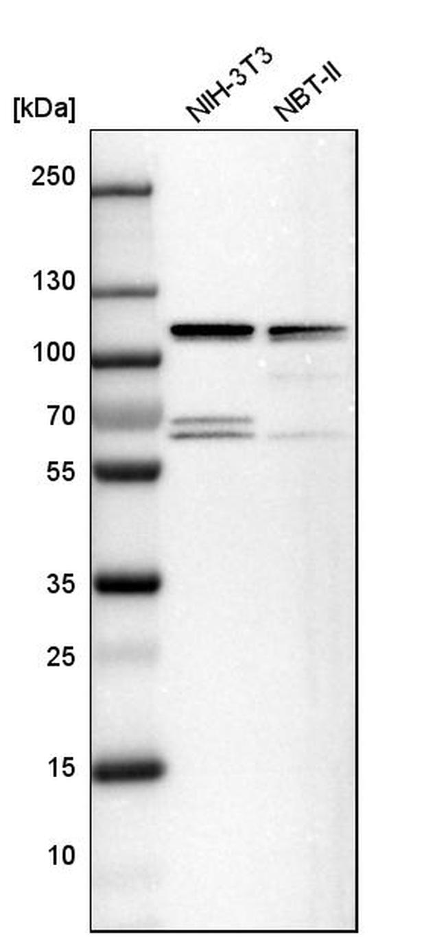 DAP5 Antibody in Western Blot (WB)