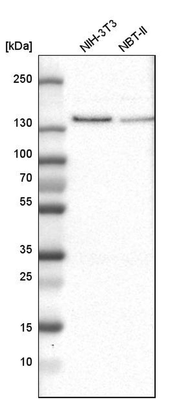 USP28 Antibody in Western Blot (WB)