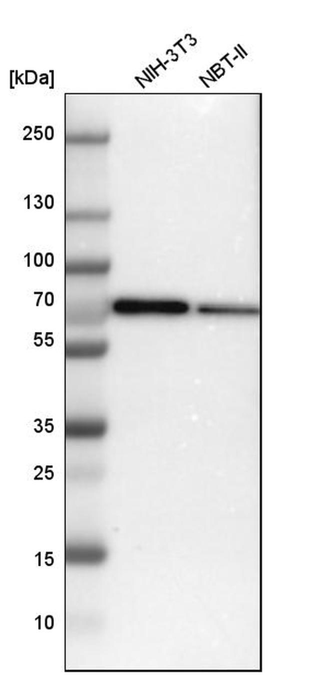 SWAP70 Antibody in Western Blot (WB)