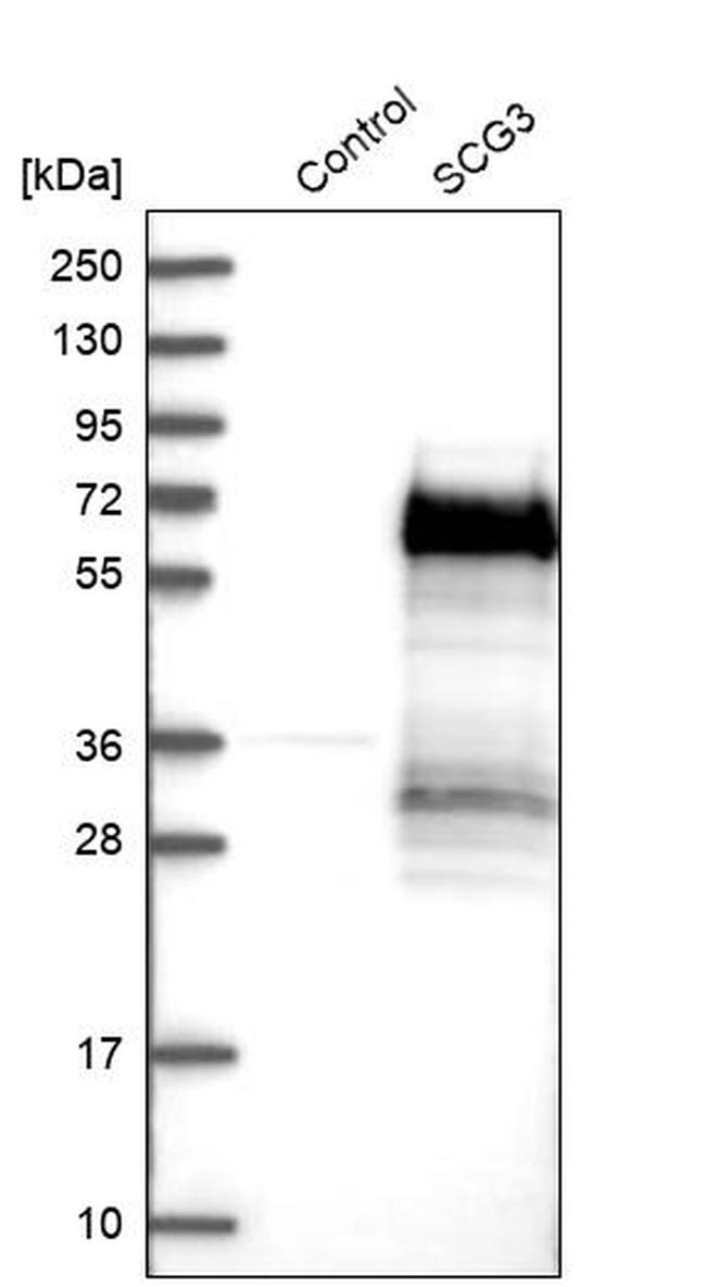 SCG3 Antibody in Western Blot (WB)