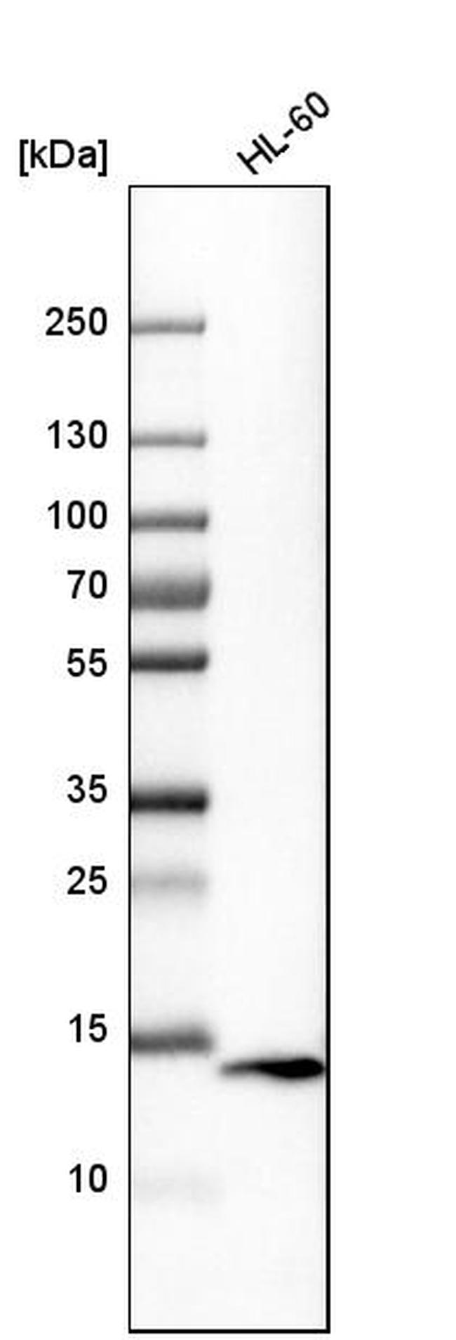 VAMP8 Antibody in Western Blot (WB)