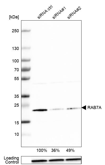 RAB7 Antibody