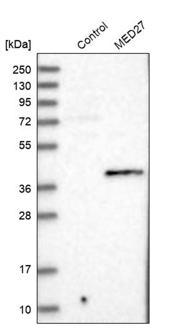 MED27 Antibody in Western Blot (WB)