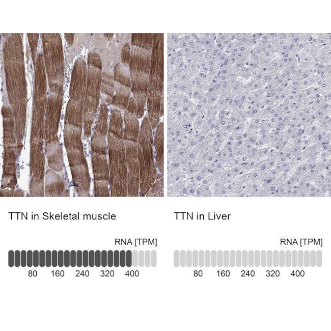 Titin Antibody