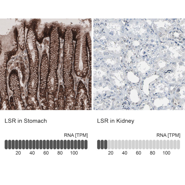 LSR Antibody