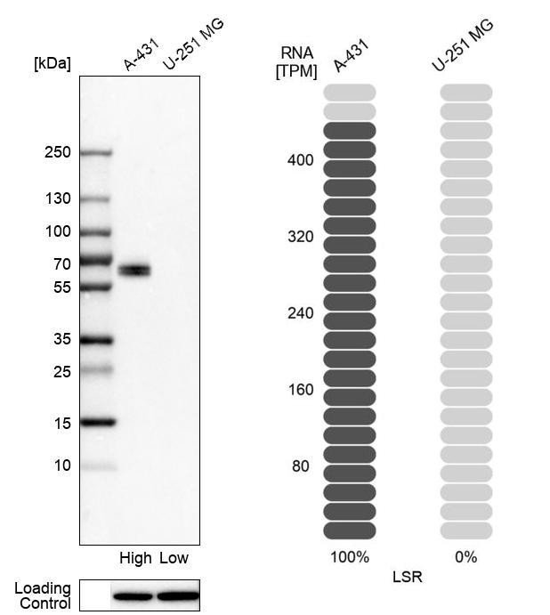 LSR Antibody