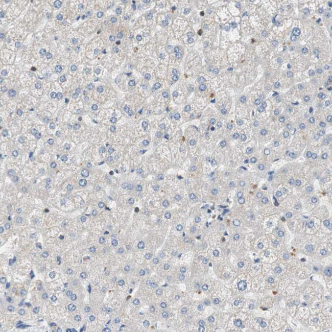 MAP4K2 Antibody in Immunohistochemistry (IHC)