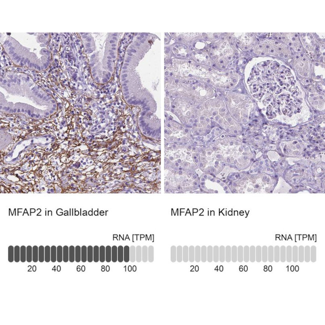MFAP2 Antibody in Immunohistochemistry (IHC)