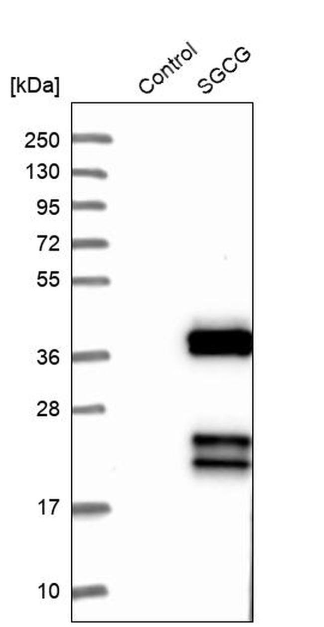 SGCG Antibody in Western Blot (WB)