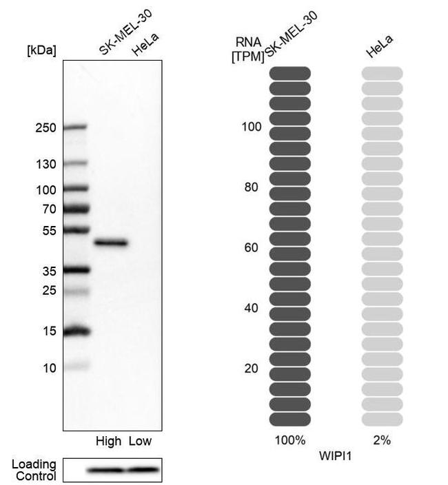 WIPI1 Antibody in Western Blot (WB)