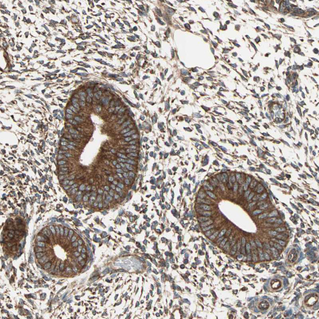 P4HA1 Antibody