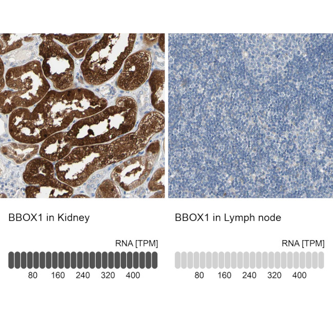 BBOX1 Antibody