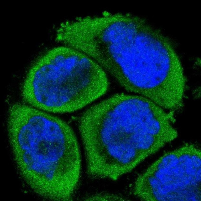 MEKK4 Antibody in Immunocytochemistry (ICC/IF)